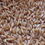 Bamboo Rice Online